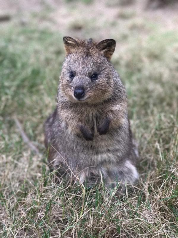 【澳洲野生動物園】悉尼費瑟戴爾野生動物園門票相片 3