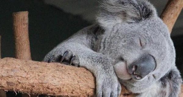 【澳洲野生動物園】悉尼費瑟戴爾野生動物園門票相片 2
