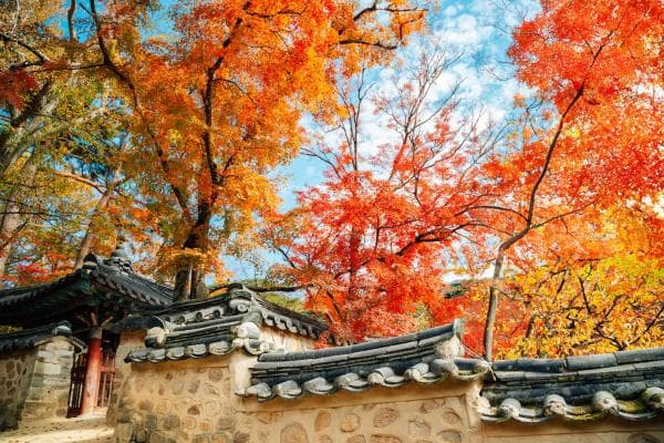 釜山出發慶州賞楓一日遊:普門觀光區與慶州歷史城區相片 2
