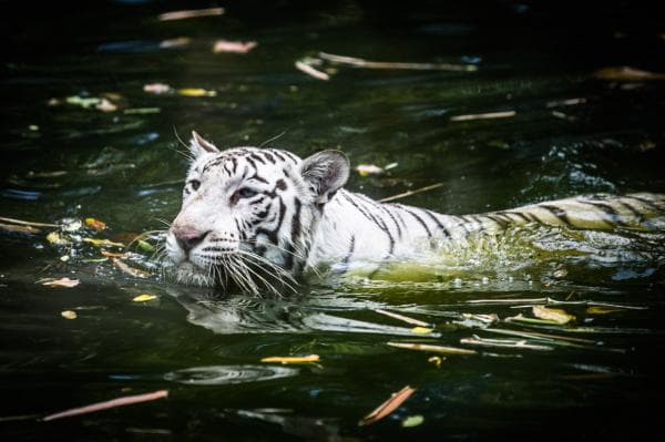 雪蘭莪 | 馬來西亞國家動物園相片 3