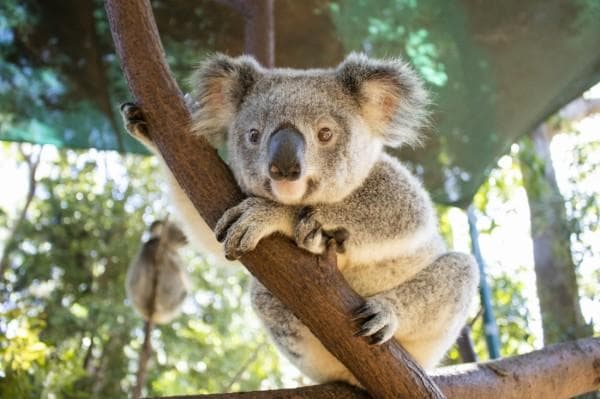 澳洲黃金海岸 | 可倫賓野生動物保護區 Currumbin Wildlife Sanctuary 門票相片 3