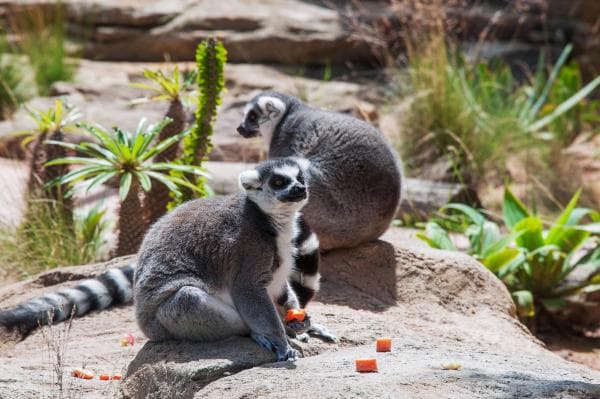 澳洲|悉尼野生動物園門票 Wild Life Sydney Zoo相片 3