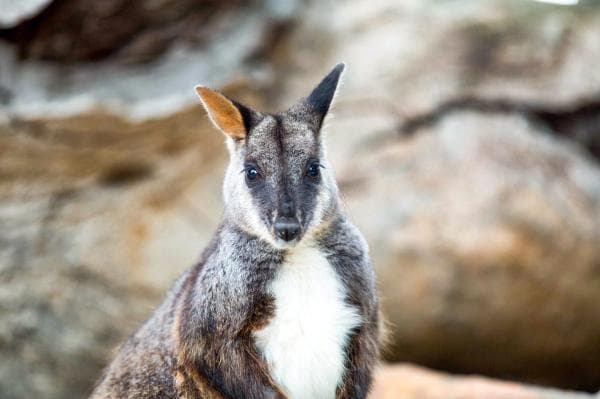澳洲|悉尼野生動物園門票 Wild Life Sydney Zoo相片 2
