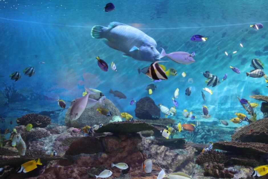 首爾COEX水族館門票相片 2
