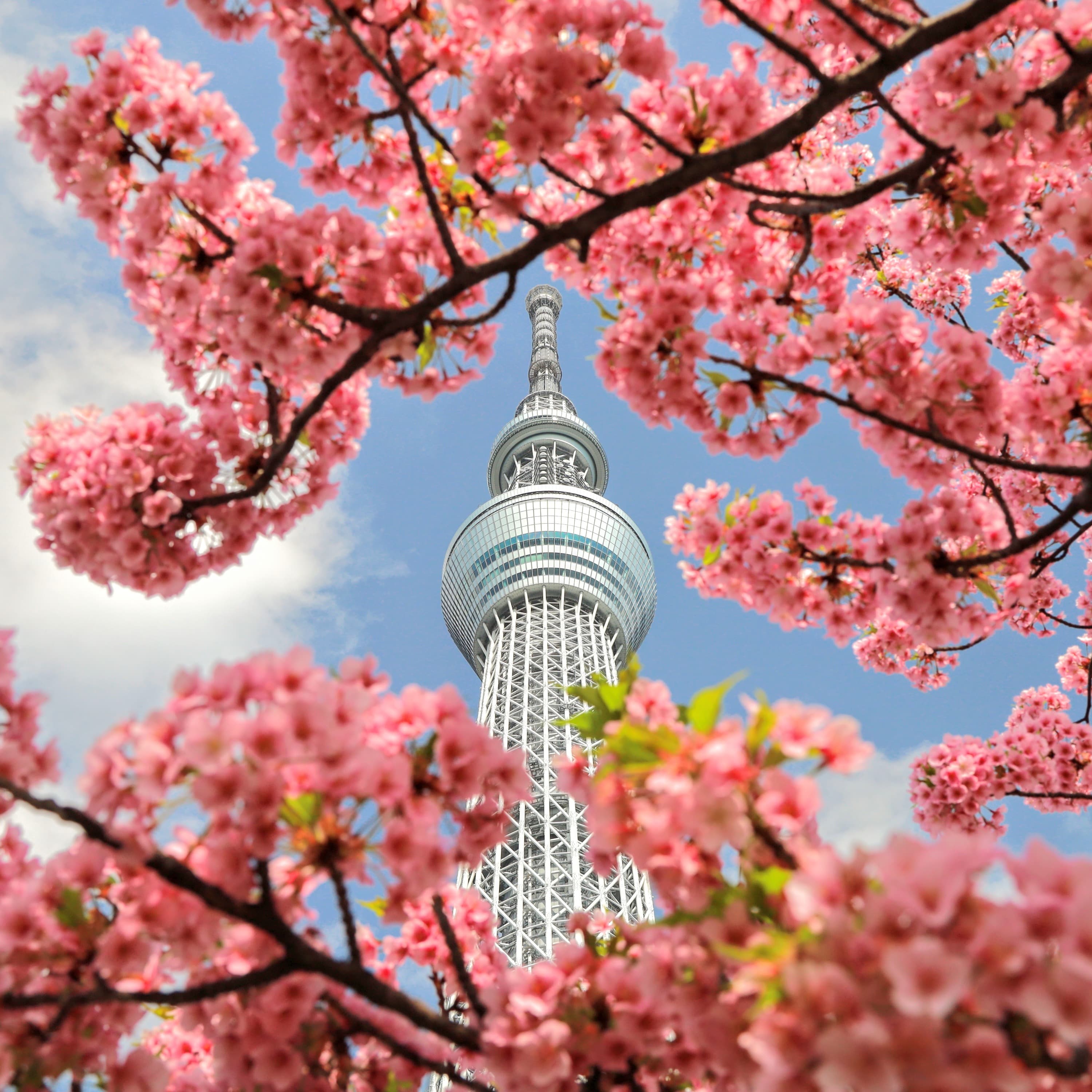東京觀光巴士一日遊（專業導遊隨行）相片 3